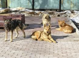 Осторожно, бродячие собаки!